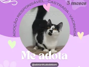 Gato raça SRD-ViraLata idade 2 a 6 meses nome Netinha