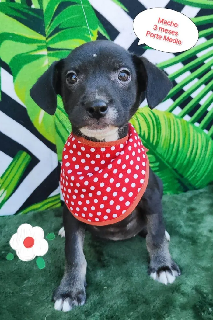 Cachorro raça SRD-ViraLata idade 2 a 6 meses nome Mayke