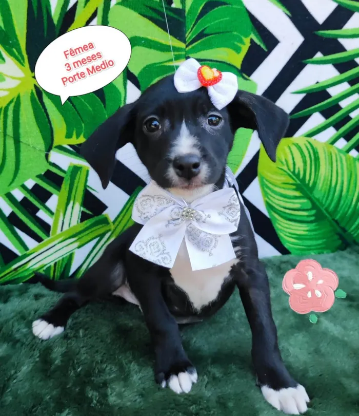 Cachorro raça SRD-ViraLata idade 2 a 6 meses nome Olivia