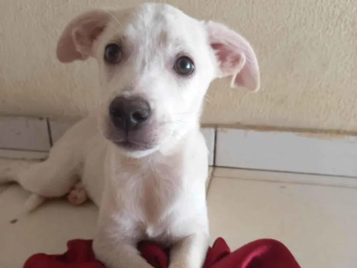 Cachorro ra a SRD-ViraLata idade 2 a 6 meses nome SEM NOME