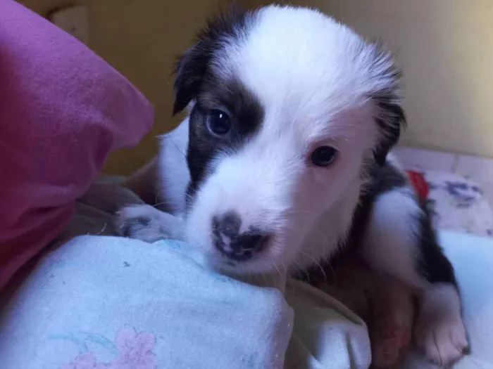 Cachorro ra a SRD-ViraLata idade Abaixo de 2 meses nome SEM NOME