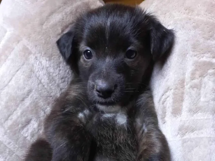 Cachorro raça SRD-ViraLata idade Abaixo de 2 meses nome SEM NOME