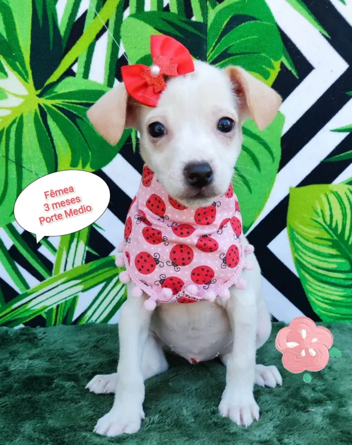 Cachorro raça SRD-ViraLata idade 2 a 6 meses nome Giovana