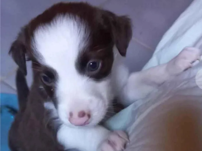Cachorro ra a SRD-ViraLata idade Abaixo de 2 meses nome SEM NOME