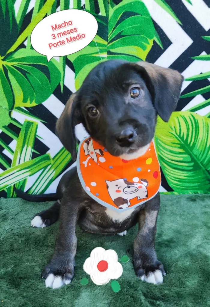 Cachorro raça SRD-ViraLata idade 2 a 6 meses nome Bart