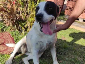 Cachorro raça SRD-ViraLata idade 2 anos nome Lola