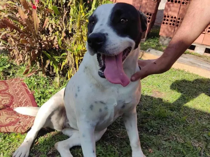 Cachorro ra a SRD-ViraLata idade 2 anos nome Lola