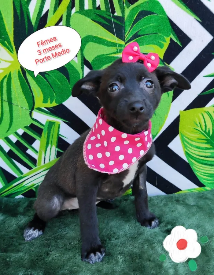 Cachorro raça SRD-ViraLata idade 2 a 6 meses nome Mili