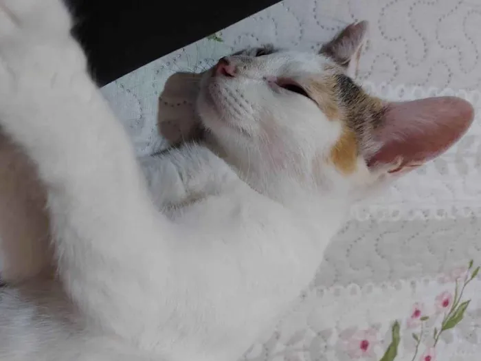 Gato ra a Srd idade 7 a 11 meses nome Meg