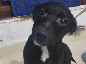Cachorro raça Srd idade 2 a 6 meses nome Emmy