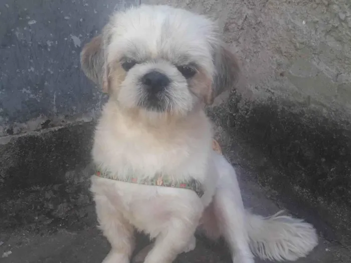 Cachorro ra a Chips idade 2 anos nome Sansão 