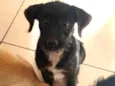 Cachorro raça Srd idade 2 a 6 meses nome Jully