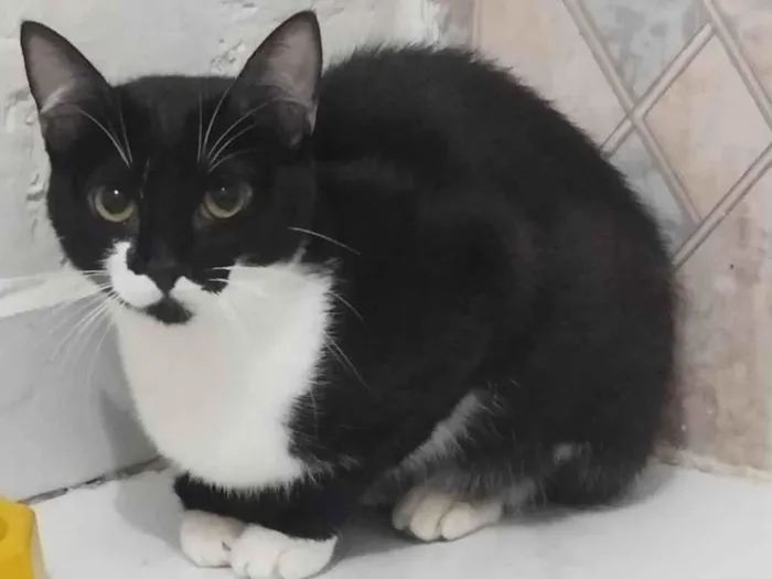 Gato raça Srd idade 2 a 6 meses nome Miucha