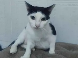 Gato raça SRD-ViraLata idade 7 a 11 meses nome Princesa