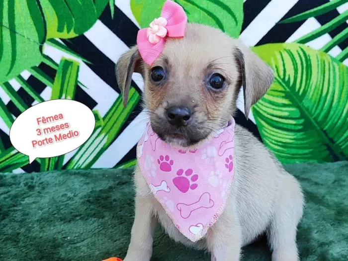 Cachorro raça SRD-ViraLata idade 2 a 6 meses nome Fabi