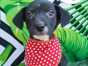 Cachorro raça SRD-ViraLata idade 2 a 6 meses nome Mayke