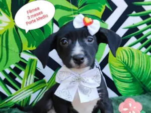 Cachorro raça SRD-ViraLata idade 2 a 6 meses nome Olivia