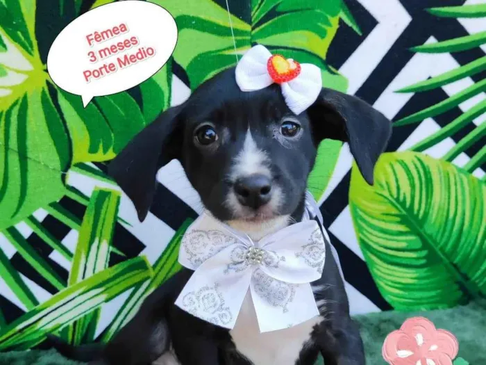 Cachorro raça SRD-ViraLata idade 2 a 6 meses nome Olivia