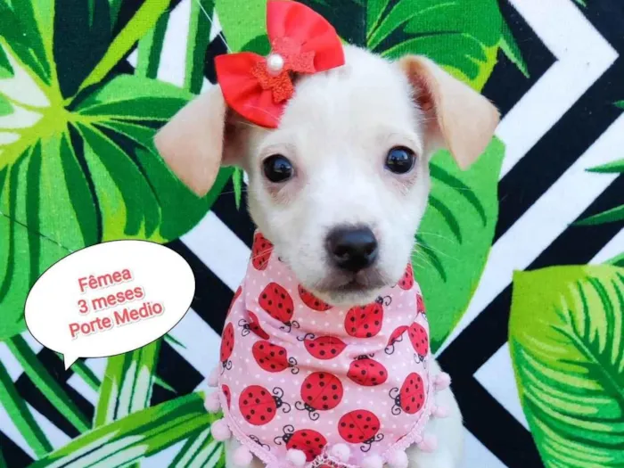 Cachorro raça SRD-ViraLata idade 2 a 6 meses nome Giovana