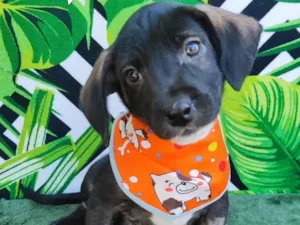 Cachorro raça SRD-ViraLata idade 2 a 6 meses nome Bart