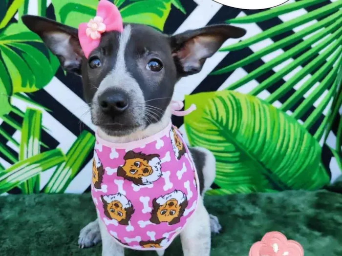 Cachorro raça SRD-ViraLata idade 2 a 6 meses nome Zia