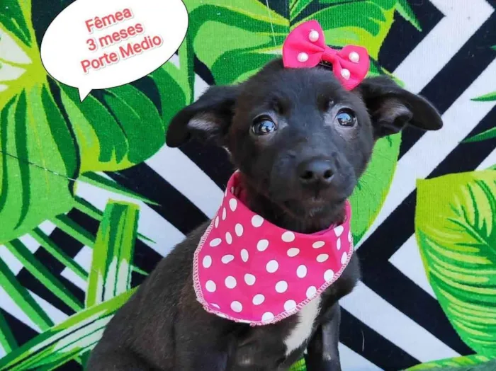 Cachorro raça SRD-ViraLata idade 2 a 6 meses nome Mili