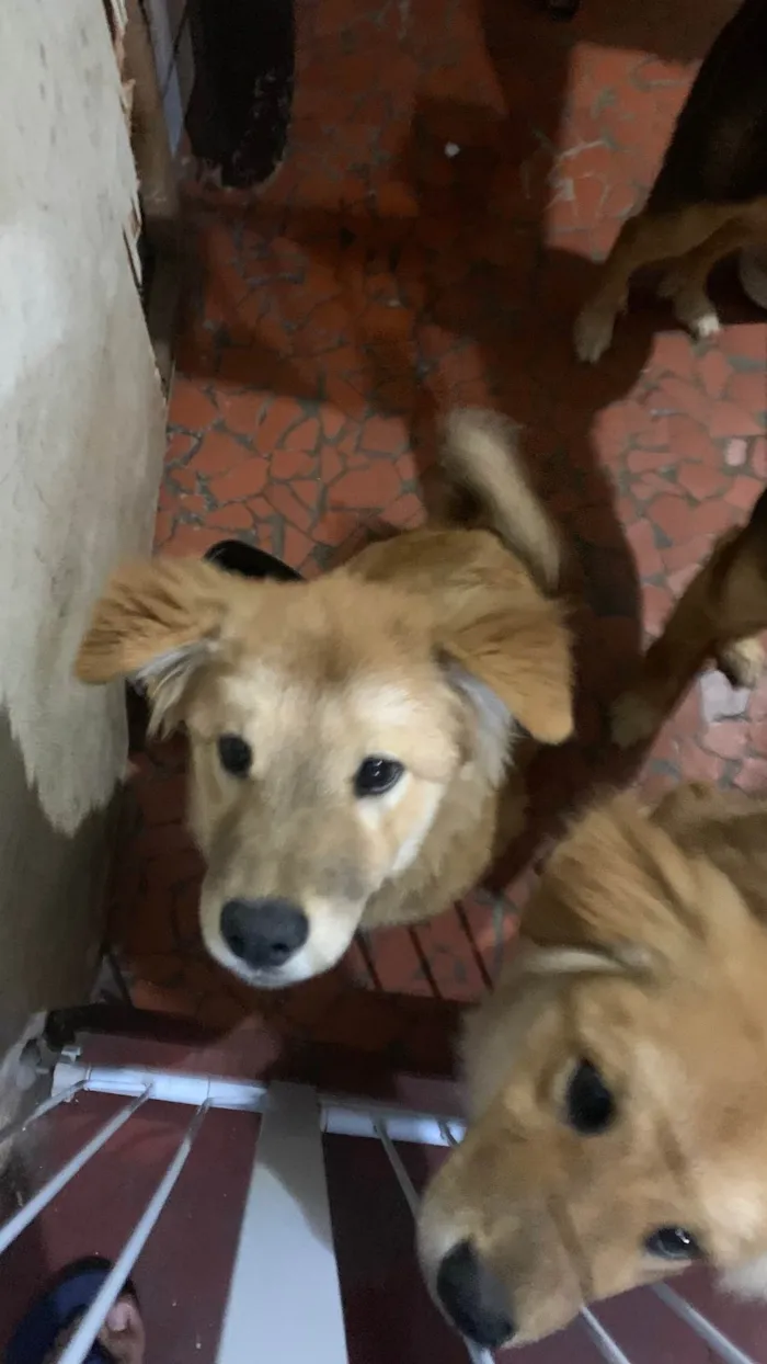 Cachorro ra a Chow Chow mestiços idade 2 a 6 meses nome Lucky e Nick