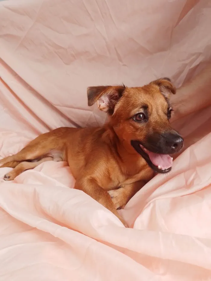 Cachorro ra a Sem raça definida.  idade 2 a 6 meses nome Chocolate 
