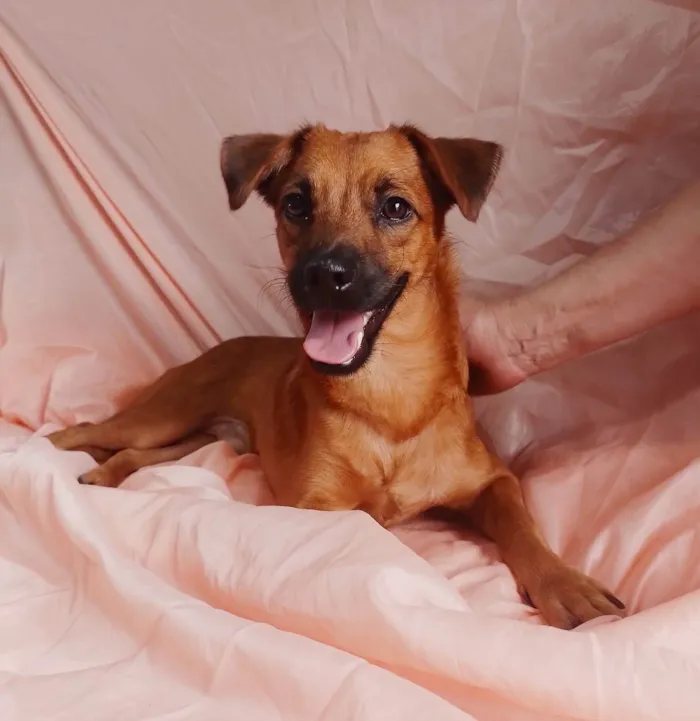 Cachorro ra a Sem raça definida.  idade 2 a 6 meses nome Chocolate 