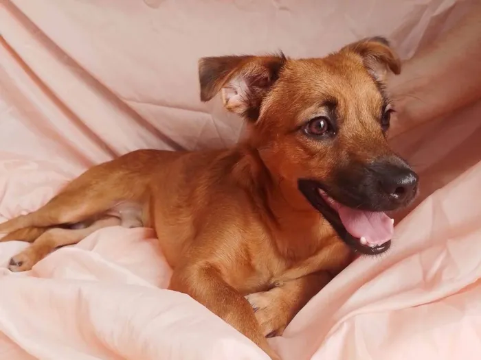 Cachorro ra a Sem raça definida.  idade 2 a 6 meses nome Chocolate 