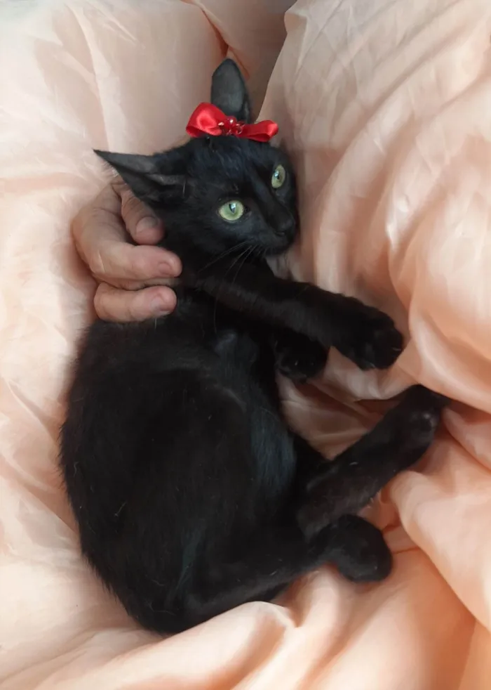 Gato ra a Sem raça definida.  idade 2 a 6 meses nome Lory