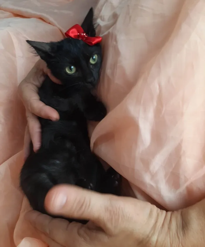 Gato ra a Sem raça definida.  idade 2 a 6 meses nome Lory