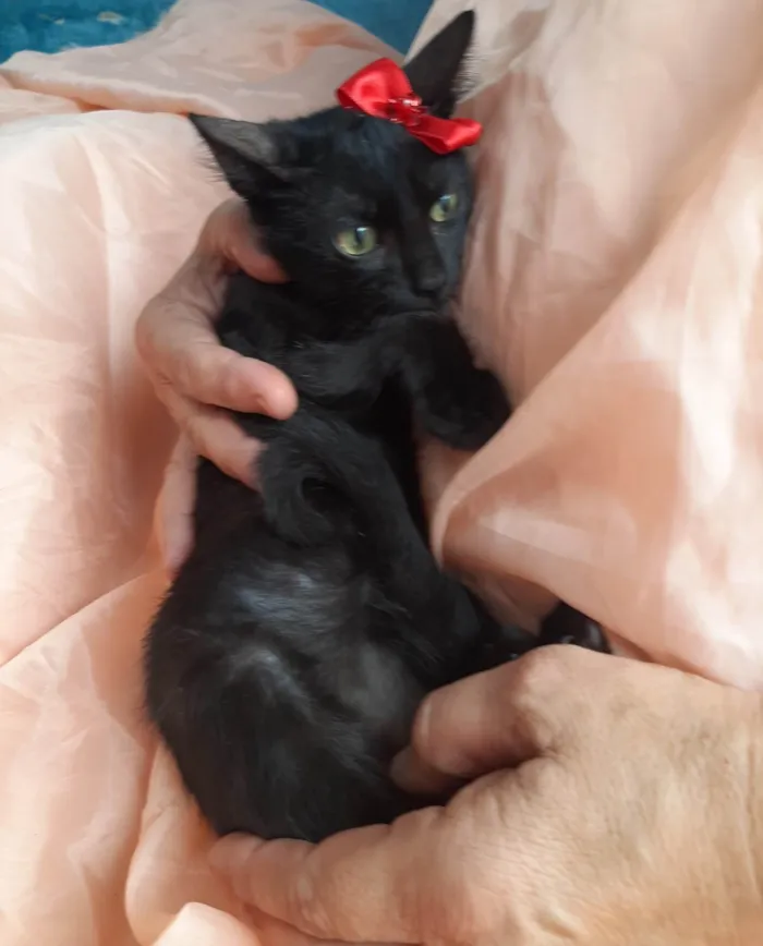 Gato ra a Sem raça definida.  idade 2 a 6 meses nome Lory