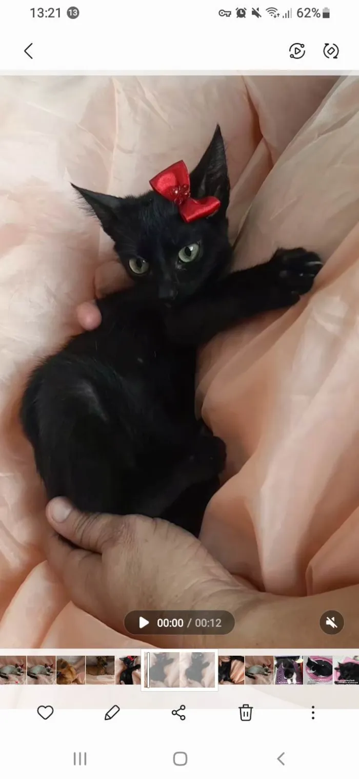 Gato ra a Sem raça definida.  idade 2 a 6 meses nome Lory