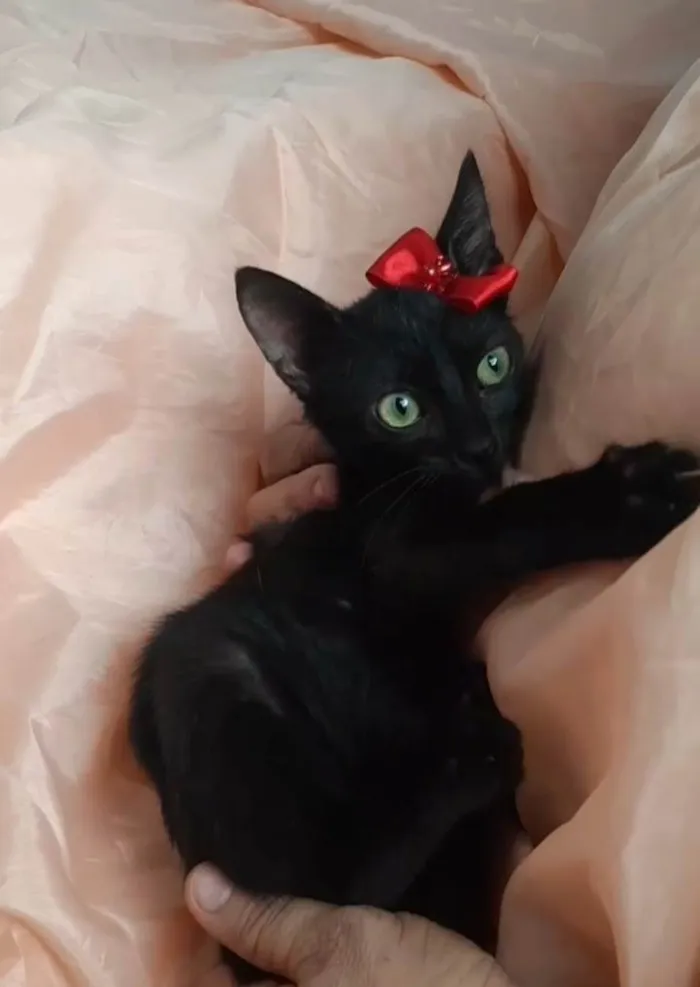 Gato ra a Sem raça definida.  idade 2 a 6 meses nome Lory