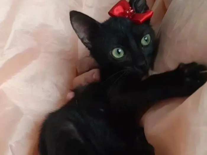 Gato ra a Sem raça definida.  idade 2 a 6 meses nome Lory
