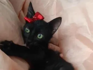 Gato raça Sem raça definida.  idade 2 a 6 meses nome Lory