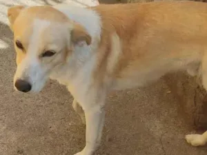 Cachorro raça SRD-ViraLata idade 2 anos nome Amarula