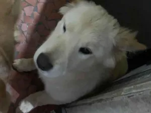 Cachorro raça Chow Chow mestiços idade 2 a 6 meses nome Lucky e Nick