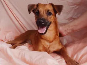 Cachorro raça Sem raça definida.  idade 2 a 6 meses nome Chocolate 