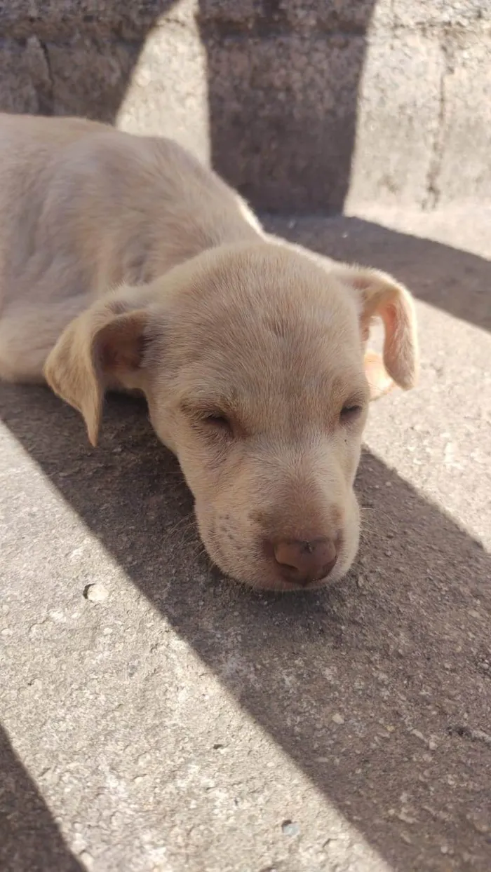 Cachorro ra a SRD-ViraLata idade 2 a 6 meses nome (Temporário) Perola