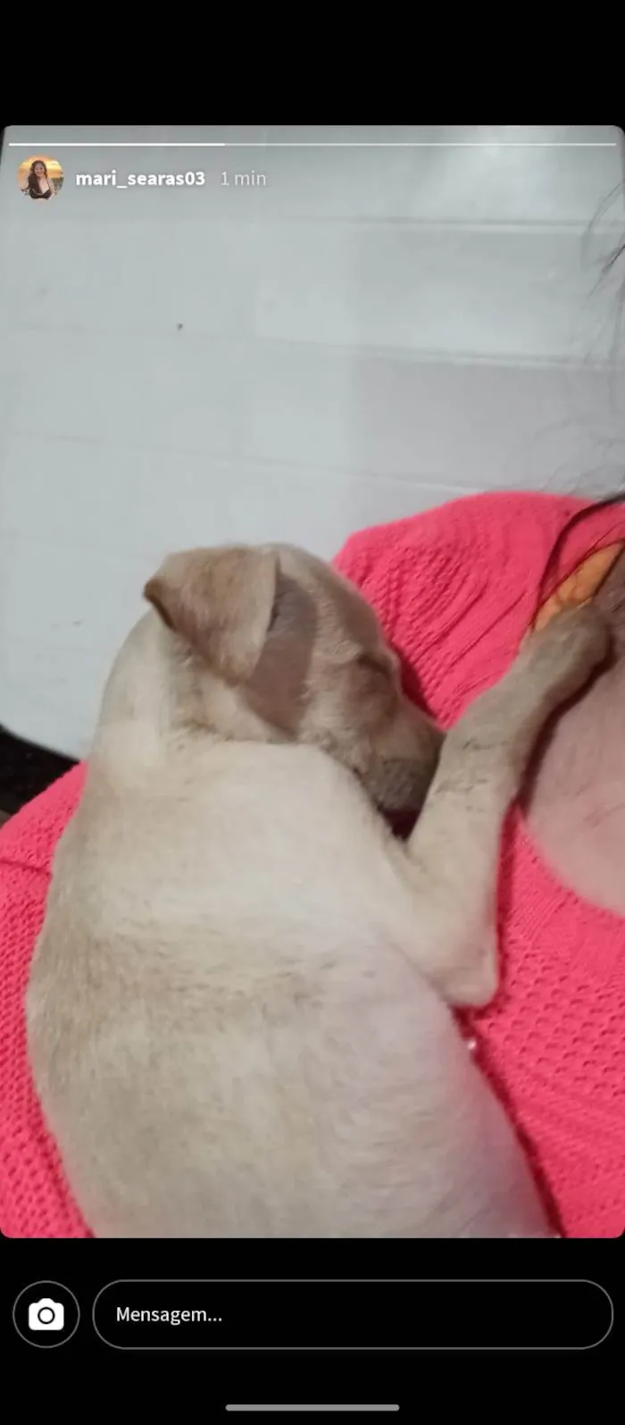 Cachorro ra a SRD-ViraLata idade 2 a 6 meses nome (Temporário) Perola