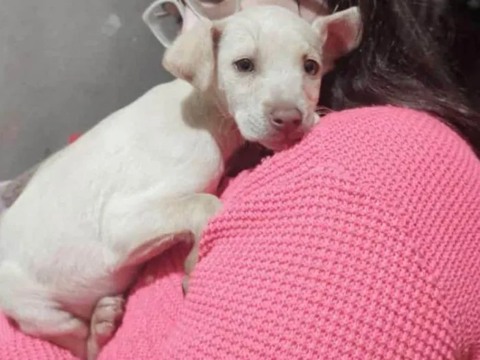 Cachorro ra a SRD-ViraLata idade 2 a 6 meses nome (Temporário) Perola