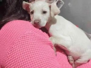 Cachorro raça SRD-ViraLata idade 2 a 6 meses nome (Temporário) Perola