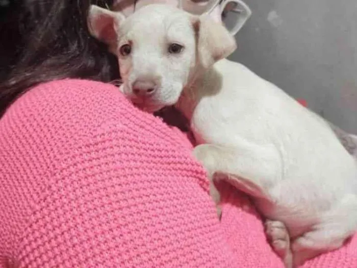 Cachorro ra a SRD-ViraLata idade 2 a 6 meses nome (Temporário) Perola