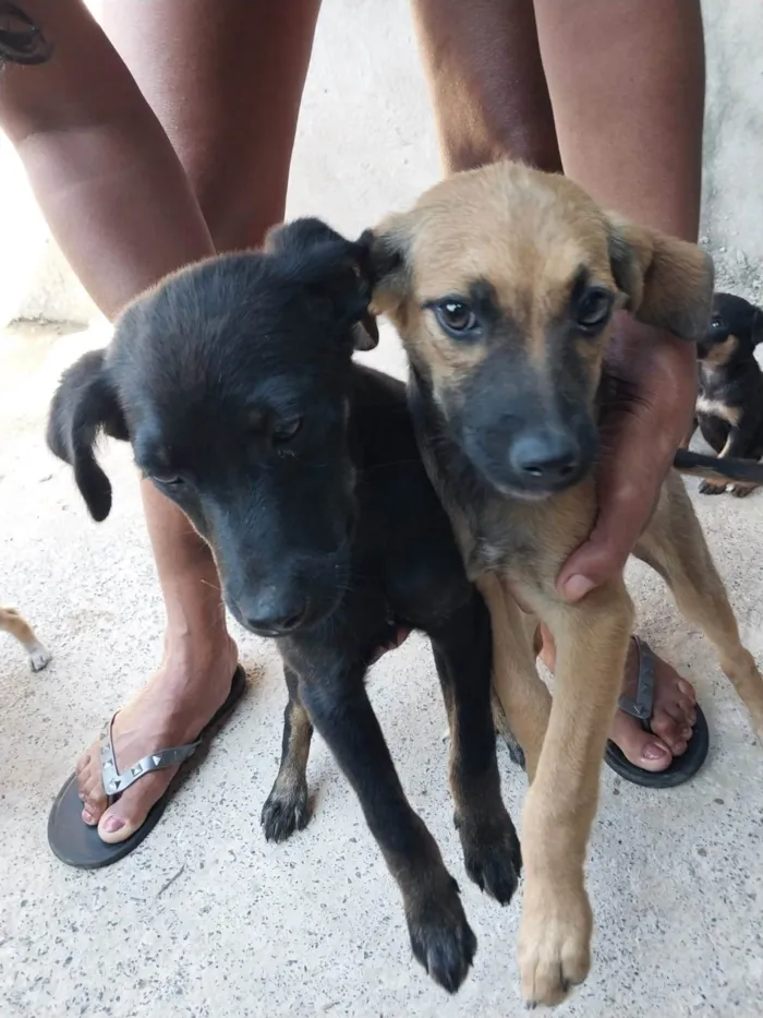 Cachorro ra a SRD-ViraLata idade 2 a 6 meses nome Laila