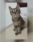 Gato raça Srd idade 2 a 6 meses nome Tigradinho