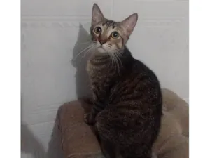 Gato raça SRD-ViraLata idade 2 a 6 meses nome Tigrão