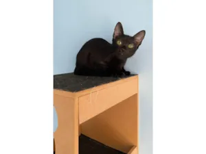Gato raça SRD-ViraLata idade 2 a 6 meses nome Minie