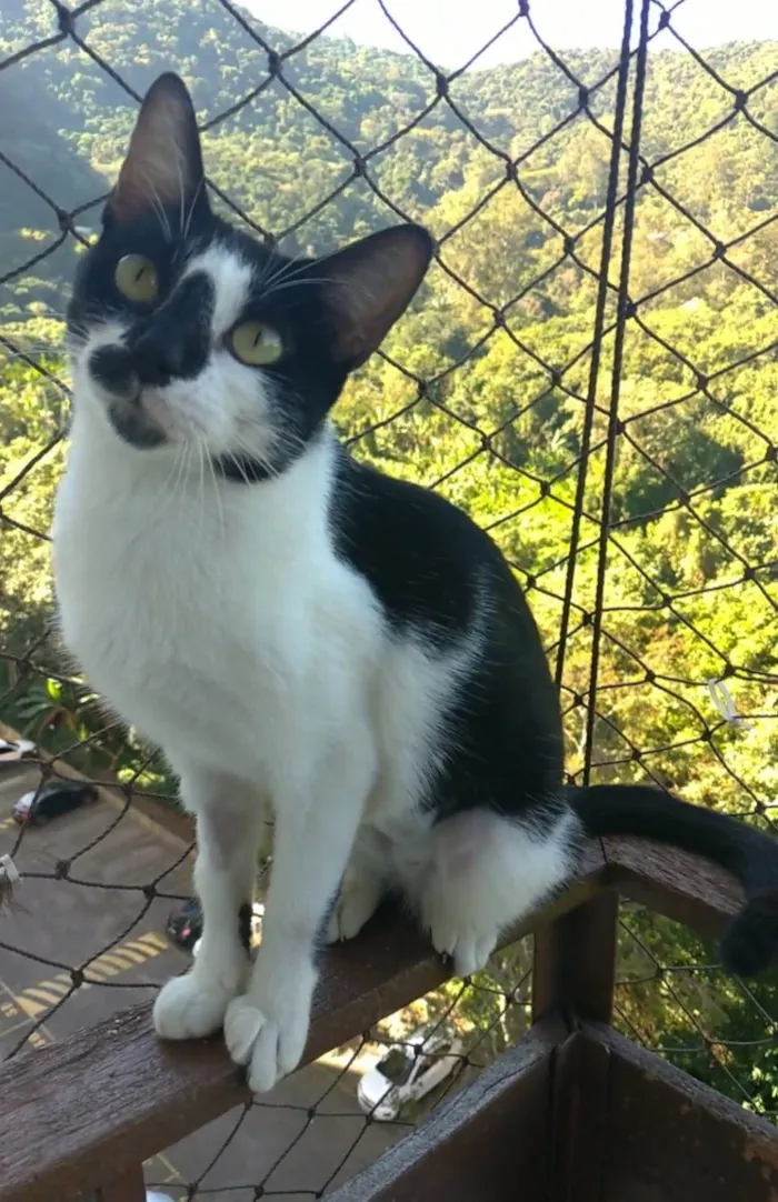 Gato ra a srd frajolinha  idade 7 a 11 meses nome CELINA